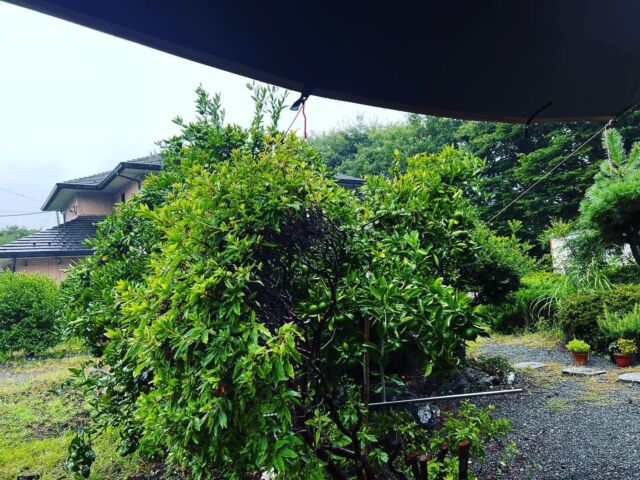 久しぶりの雨
気温も下がって
ちょっとホッとする